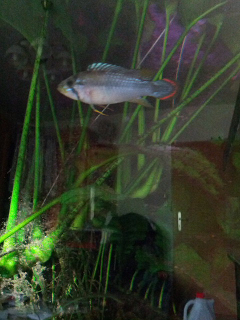 Ein schner
                      Apistograma panduro zeichnet sich hinter
                      spiegelndem Aquarienglas. Im Mai 2015 von ahb
                      aufgenommen.